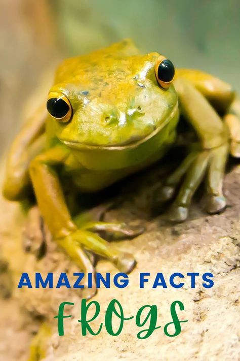 Amazinf facts about frogs to share with your kids! Frog Facts, Jumping Frog, Pet Frogs, Animal Education, Mark Twain, Amazing Facts, Independent Publishing, Frogs, Facts About