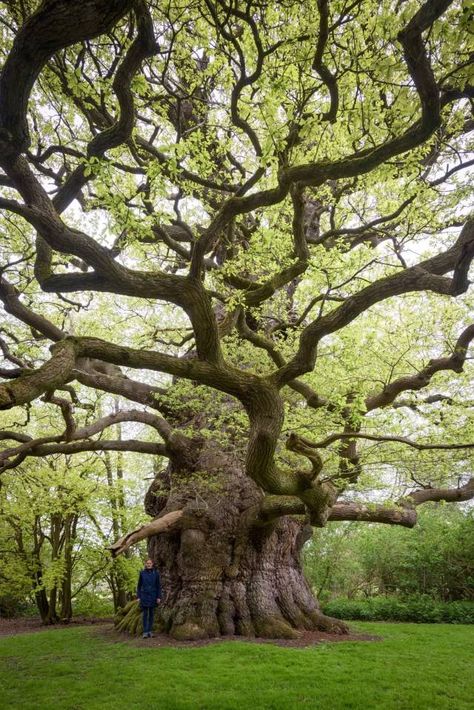 Old Facebook, Weird Trees, Wonderful Nature, Live Oak Trees, Old Oak Tree, Old Trees, Unusual Plants, Ancient Tree, Unique Trees