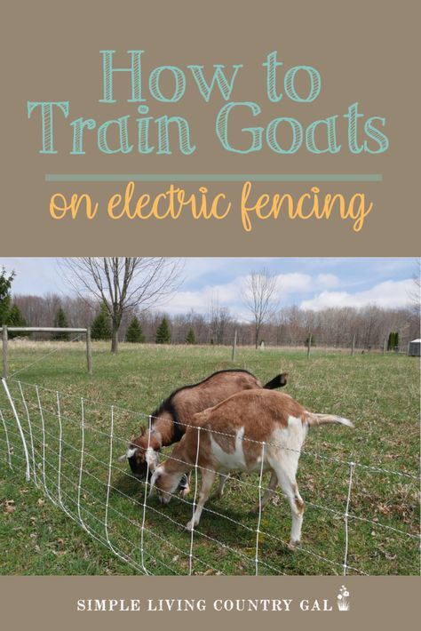 Goat Fence Ideas, Trimming Goat Hooves, Goat Shelters, Goat Fencing, Homestead Livestock, Backyard Goats, Goat Fence, Raising Sheep, Goat Breeds