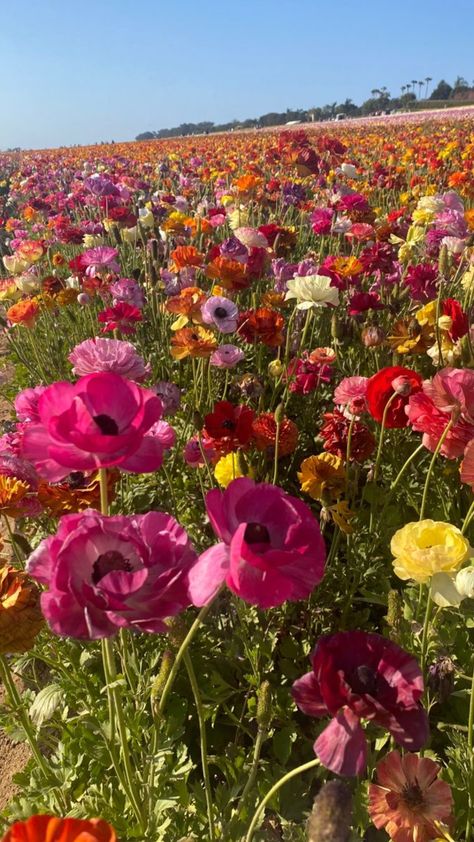 Carlsbad Flower Fields, I Can Buy Myself Flowers, Buy Myself Flowers, Nothing But Flowers, Field Of Flowers, Flower Landscape, Pretty Landscapes, Flower Therapy, Beautiful Bouquet Of Flowers