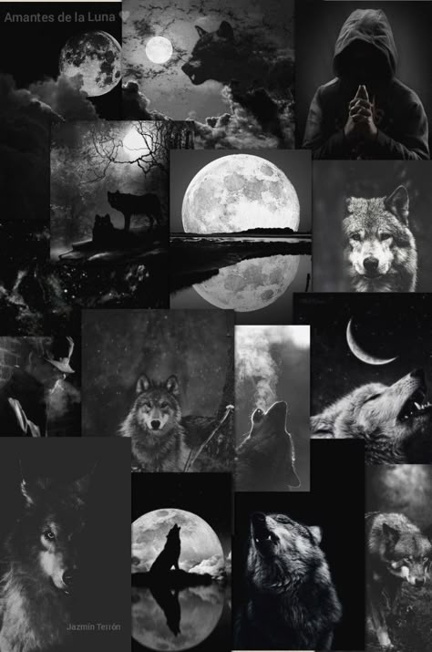 Cool Wolf Wallpaper, Hombres Aesthetic, Wolf Collage, Wallpaper Wolf, Wolf Dark, Werewolf Aesthetic, Wolf Background, Wild Animals Pictures, Wolf Photos