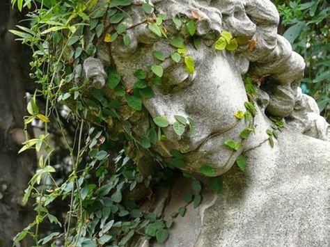 ivy… (creeping fig actually) Green Academia, Garden Statuary, Dark Cottagecore, Wallpaper Pastel, The Secret Garden, Garden Ornaments, Garden Statues, Nature Aesthetic, Green Aesthetic