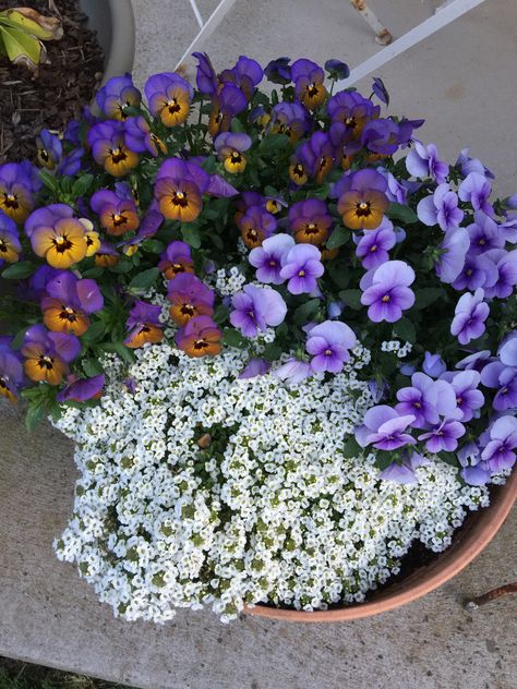 Violas Flowers, Planter Boxes Flowers, Container Roses, Fall Landscaping, Viola Flower, Porch Flowers, Plant Care Houseplant, Container Gardening Flowers, Flower Pots Outdoor