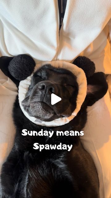 Elvis Bätz on Instagram: "Sound on 🔊  This Spawday I got a little bit of everything 😍 🥒   Next weekend I have booked a very special pawdicure and bubble bath that I can’t wait to show you 🤗🐾          #dogs #dogsofinstagram #labrador #massage #cute #labsofinsta #spa #dogmom #blacklab #spawday" Dog Spa Video, Bathing Your Dog, How To Bathe A Dog, Bathing Dog, Dog Massage, Dog Getting Bath Funny, Dogs Labrador, Dog Spa, Hot Stone Massage