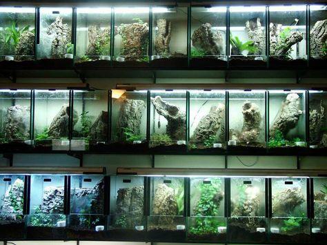 Part of a tarantula room Crested Gecko Care, Tarantula Enclosure, Reptile Zoo, Gecko Terrarium, Reptile Decor, Log Cabin Rustic, Aquarium Terrarium, Reptile Room, Reptile Cage