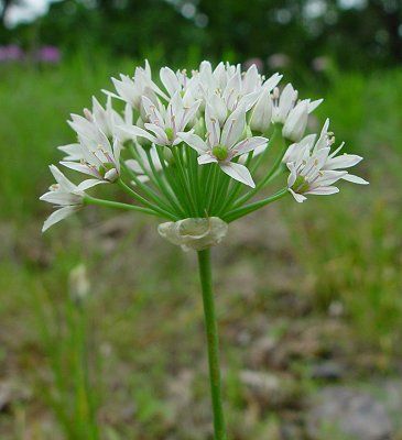 Wild Onion Onion Flowers, Wild Onion, Morris Arboretum, Onion Flower, Wild Onions, Art Tips, Native Plants, Wild Flowers, Vines