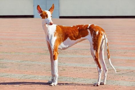 Ibizan Hound: Dog Breed Info, Pictures, Facts & Traits  – Dogster Bullmastiff Puppies For Sale, Rough Collie Puppy, Havanese Puppies For Sale, Weimaraner Puppies, Newfoundland Puppies, Jack Russell Terrier Puppies, Pomeranian Puppy For Sale, Ibizan Hound, Hound Puppies