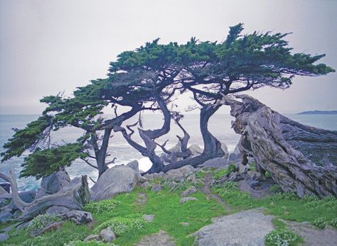 Monterey CA...really want to go back here! Was beautiful!! Cypress Tree Tattoo, Celtic Tree Astrology, Foggy Trees, Monterey Cypress, Famous Trees, Tree Photos, Birch Tree Art, California Native Plants, Monterey Ca