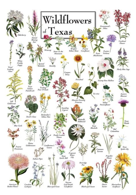 I grew up in Texas | Here's a chart to help you identify a few of Texas's beautiful wildflowers of spring | Facebook Texas Wildflowers, Lavender Wall, Wildflower Paintings, Flower Canvas Art, Purple Wall Art, Flower Canvas Wall Art, Flower Wall Decals, Floral Wall Art Canvases, Lavender Plant