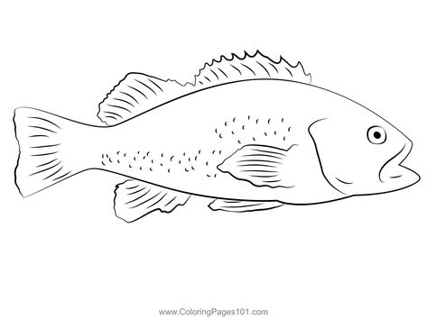 Black Sea Bass Coloring Page Nemo Coloring Pages, Fish Outline, Owl Coloring Pages, Fish Silhouette, Fish Coloring Page, Adult Colouring Pages, Printable Animals, Clownfish, Fish Drawings