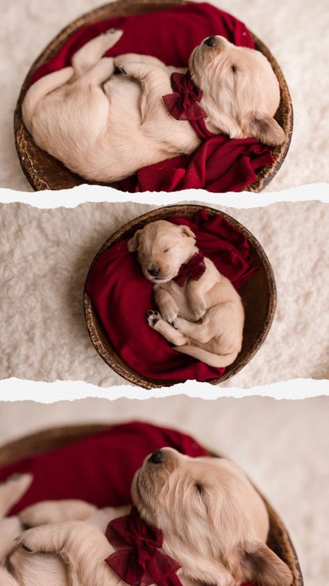 Christmas Puppy Litter Photoshoot, Newborn Dog Photoshoot, Puppies Photoshoot Ideas, Puppy Christmas Photoshoot, Litter Of Puppies Photography, Christmas Puppy Photoshoot, Newborn Puppy Photoshoot Ideas, Puppy Litter Photoshoot Ideas, Puppies Photoshoot