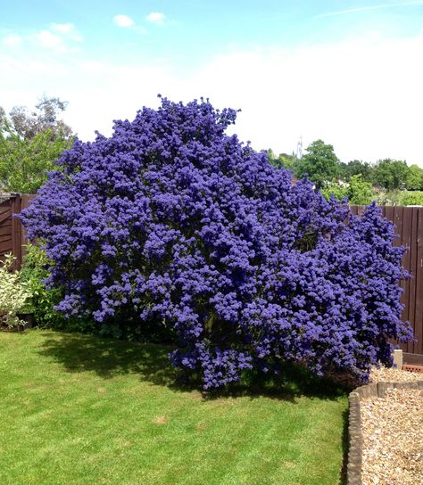 Ceanothus flowering bush California Lilac Tree, Ceanothus Tree, Californian Lilac, Gravel Drive, California Lilac, Flower Bush, Flowering Bushes, Garden Shrubs, Have Inspiration