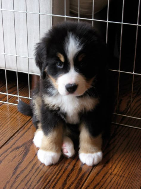 Bernese Mountain pup my <3 is melting! Now if only I can find this cute puppy in a pound to rescue! Bernese Mountain, Blue Heeler, Bernese Mountain Dog, Mountain Dogs, Cute Creatures, Newfoundland, Baby Dogs, Great Dane, Doberman