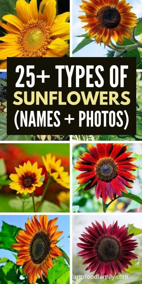 Types Of Sunflowers Flowers, Different Sunflower Types, Different Types Of Sunflowers, Sunflower Types, Pictures Of Sunflowers, Fall Gardening Ideas, Amber Flowers, Fall Garden Ideas, Sunflower Facts