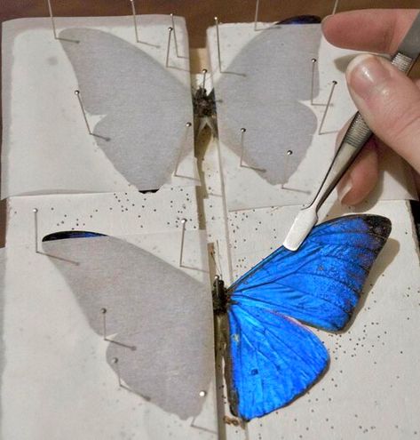 Pinning & Mounting Guide — The Butterfly Babe How To Mount Butterflies, How To Pin Butterflies, Pinned Butterfly Display, Pinning Butterflies, Pinning Insects, Butterfly Mounting, Butterfly Pinning, Pinned Butterfly, Insect Pinning