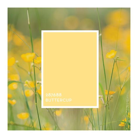 What's up, Buttercup? 🌼 #MoodoftheMonth
.
#RustoleumCAN #Chalked #ChalkedPaint #ChalkPaintedFurniture #Buttercup #ButtercupYellow #YellowDecor #DIY #DIYer #DIYHomeDecor #DIYDecor #DIYProjects Buttercup Yellow, Spring Colours, Matte Paint, Yellow Decor, Rust Oleum, Cream Colour, School Class, Chalk Paint Furniture, Camper Vans