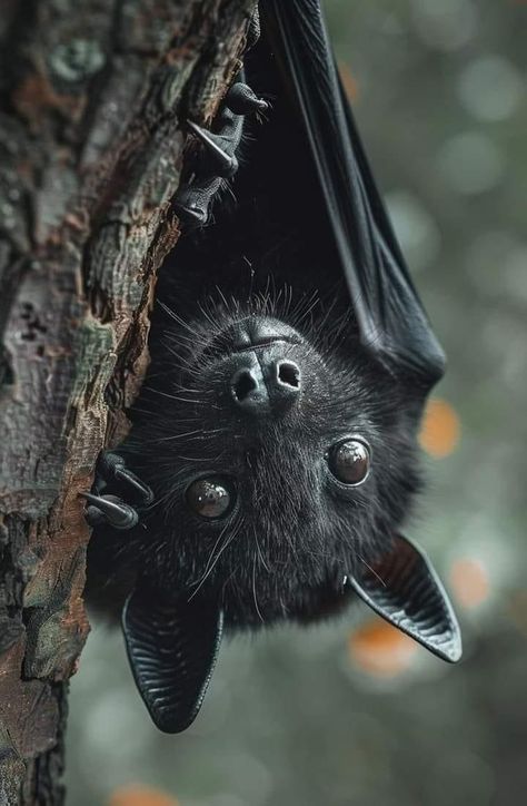 Bats Upside Down, Bats Photography, Bat Fursona, Bat Photography, Hi Cute, Nocturnal Creatures, Hanging Bats, Bat Face, Bat Hanging