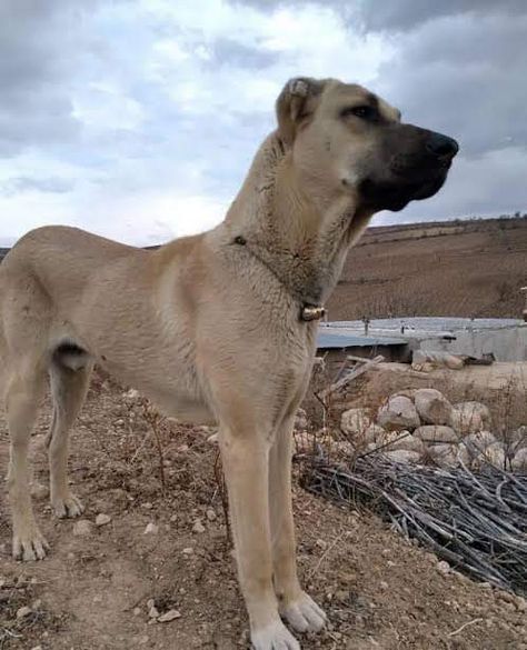 Sarabi Dog, Livestock Guardian, Every Dog Breed, Big Dog Breeds, Dogs For Sale, Afghan Hound, Mixed Breed Dogs, Rare Breed, Best Dog Breeds