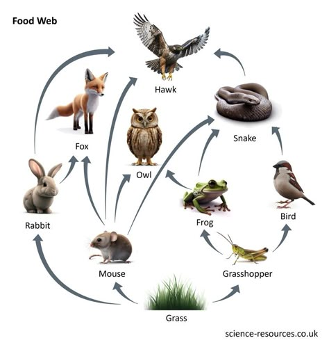 Food web Food Web Drawing, Food Webs Projects, Simple Food Chain, Home Learning Activities, Trophic Level, Arrow Show, Food Chains, Living Organisms, Food Web