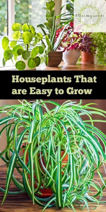 Houseplants that are Easy to Grow | Easy to Grow Plants | Houseplants | How to Grow Houseplants | Tips and Tricks for Housplants | Plant Care Tips and Tricks #houseplants #easytogrow #garden #plants Easy To Grow Houseplants, Ideas For Garden, Plant Maintenance, Trendy Plants, Plants To Grow, Garden Solutions, Vegetable Gardens, Grow Plants, Bathroom Plants