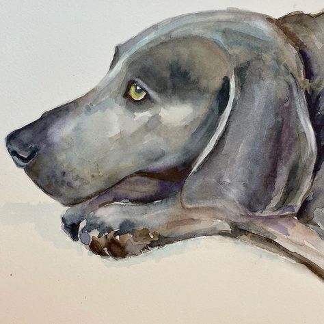 Sandra Pirie StAmour (she/her) on Instagram: “Dog #3 from last weekend’s commission. I have loved Weimerarners ever since discovering William Wegman photos. Did you know the MFA in…” Weimaraner Tattoo, Weiramaner Dog, Weimaraner Line Drawing, Weimaraner Art, Weimaraner Watercolor, William Wegman, Weimaraner, Vintage Dog, Dog Art