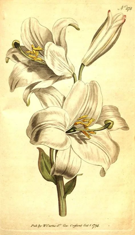 Free vintage lily illustrations and drawings to download including this white Madonna lily. #botanicalillustrations Lily Design Drawing, Lily Drawings, Lilies Illustration, Lily Flower Drawing, Lilium Candidum, Madonna Lily, Botany Illustration, Lilies Drawing, Girly Tingz