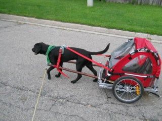 DIY Dog Pull Cart Made Out of a Folding Bicycle Trailer. : 9 Steps (with Pictures) - Instructables Dog Pulling Harness, Pull Wagon, Bike Cart, Dog Equipment, Dog Trailer, Bicycle Trailer, Pull Cart, Dog Stroller, Bike Trailer