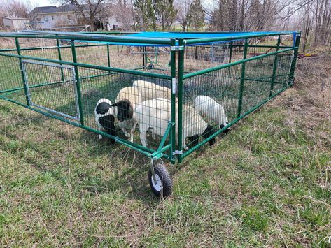 Goat Tractor, Sheep Tractor, Raising Rabbits For Meat, Sheep Pen, Homesteading Animals, Smart Farm, Raising Pigs, Meat Rabbits, Gate Kit