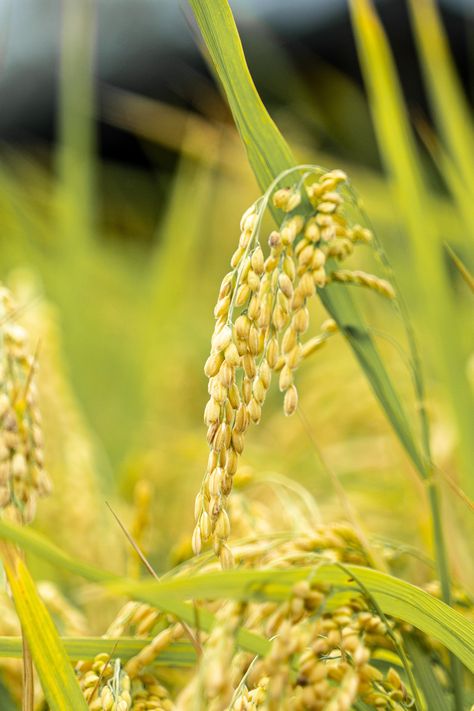 Rice Crop Photography, Rice Aesthetics, Rice Field Aesthetic, Rice Field Photography, Louisiana Rice, Rice Aesthetic, Donut Images, Rice Crop, Green Inspo