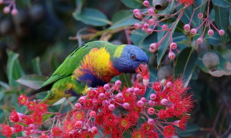 9 Australian native plants and trees to attract wildlife and bees to your apartment balcony or garden Heat Tolerant Plants, Australian Parrots, Rainbow Lorikeet, Royal Blue Flowers, Australian Native Garden, Australian Native Flowers, Australian Plants, Australian Garden, Australian Native Plants