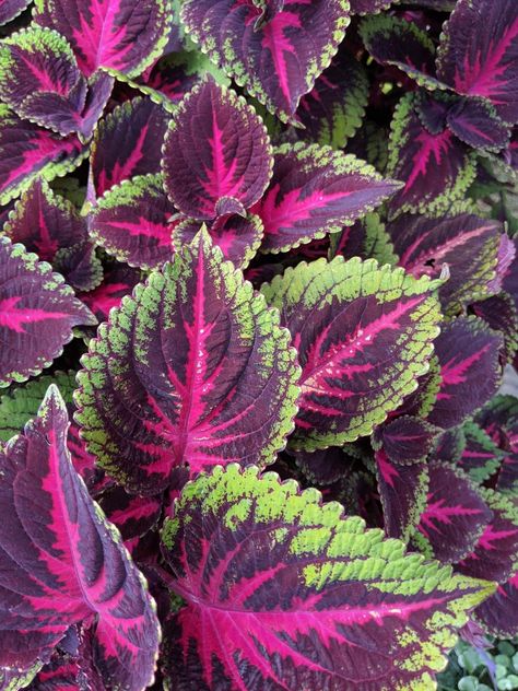 Pink Coleus, Coleus Black Blue, Purple Coleus, Coleus Black Dragon, Coleus Varieties, Colorful Plants, Beautiful Flowers, Purple, Plants