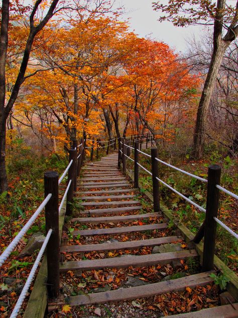 Fall leaves on the path to Baemsagol valley in Jirisan National Park in South Korea. Dream Photo, Walkways Paths, Korea Seoul, S Korea, Romantic Places, Korea Travel, I Love Fall, Love Fall, Fall Leaves