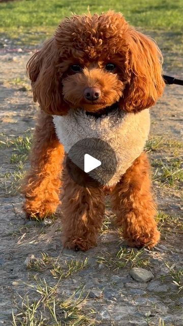 Toy Poodle Haircut Styles, Brown Toy Poodle, Brown Poodle, Dream Puppy, Toy Poodle Puppies, Sweet Boy, Fluffy Dogs, Dog Modeling, Poodle Puppy