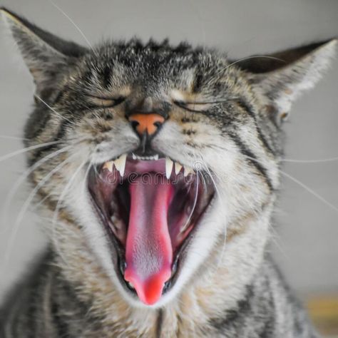 Cat Open Mouth Drawing, Cat Mouth Reference, Guggle Jug, Yawning Reference, Cat Mouth Open, Yawning Drawing Reference, Cat Open Mouth, Cats Yawning, Cat Reference Photo