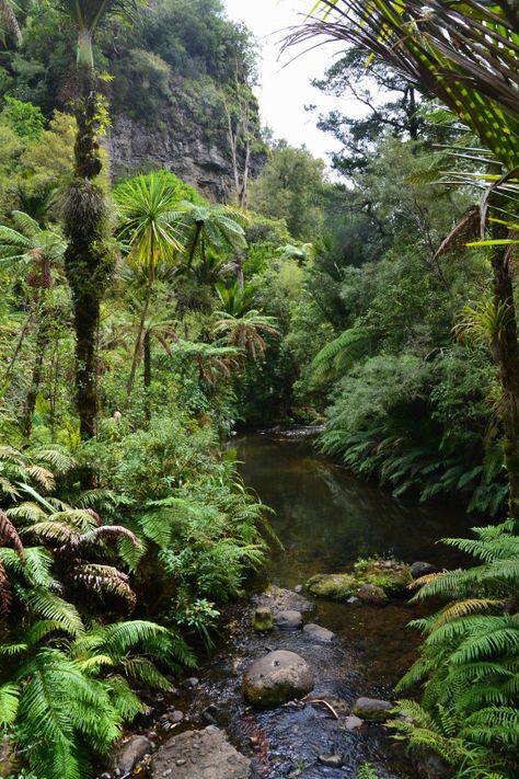 landandsea-roamingfree Tropical Rainforest, Green Forest, Alam Yang Indah, Tropical Garden, Nature Aesthetic, Nature Pictures, Mother Earth, Nature Beauty, Beautiful World