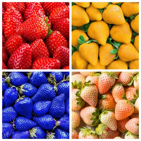 400+ Mix Strawberry Seeds for Planting - Heirloom Non-GMO Red Yellow Blue White Climbing Strawberry - Everbearing Fruit Plant Home Garden Sweet and Delicious Yellow Strawberry, Strawberry Seeds, Blue Strawberry, Strawberry Seed, Planting Tools, White Strawberry, Rare Seeds, Rose Seeds, Watermelon Seeds