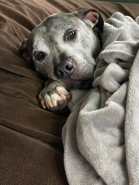 Abused Senior Finally Finds Her Forever Home After 10 Years In A Shelter Trusting Again, Senior Dogs, Wolf Pictures, Animal Sanctuary, Foster Home, Sweet Dogs, Animal Stories, Senior Dog, Forever Home