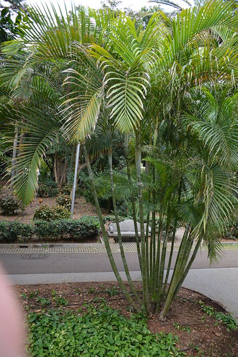 Outdoor Landscape Ideas, Golden Cane Palm, Butterfly Palm, Nursery Butterfly, Dypsis Lutescens, Outdoor Landscape Design, Low Maintenance Shrubs, Bamboo Palm, Rogers Gardens