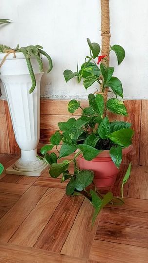 641K views · 22K reactions | Unique way to propagate Money Plant. | Unique way to propagate Money Plant. 70 Days Growth Update and Adding Support to Plant.. | By Flower loversFacebook Propagate Money Plant, Snake Plants, Money Plant, Snake Plant, Planting, Money, Plants, Flowers, Quick Saves