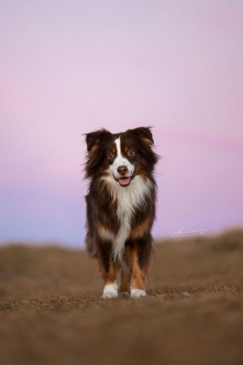 DOGS PHOTOGRAPHY | My heart dog Eli, 5 year old miniature American shepherd | Facebook American Shepherd Miniature, American Eskie Dog, East European Shepherd, Toy Australian Shepherd Full Grown, Dogs Photography, Miniature American Shepherd, American Miniature Horse, Miniature Australian Shepherd, American Shepherd