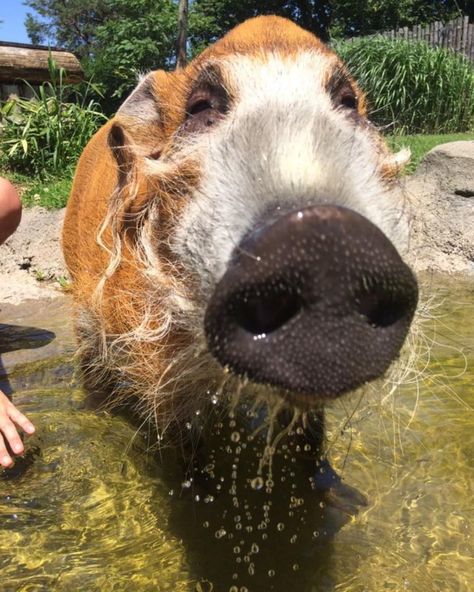 Cincinnati Zoo on Instagram: “Sir Francis cooling off in the pool! The red river hog gets its name from it’s red coat and their tendency to wallow in rivers and streams.…” Wonky Animals, Fursona Reference, Red River Hog, Elephant Shrew, Cincinnati Zoo, Animal References, Oc Inspo, Face Pictures, Tasmanian Devil