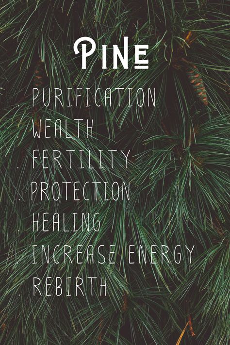 Magickal Uses of Pine: Purification, Wealth, Fertility, Protection, Healing, Energy, Rebirth Pine Meaning Witchcraft, Pine Needle Magical Properties, Pine Smudge Sticks Meaning, Pine Spiritual Meaning, Pine Witchcraft, Protection Herbs Magick, Cleansing Your Home, Cleansing Stick, Sage And Palo Santo