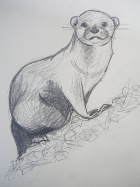 Draw An Otter, Sea Otter Drawing, Cute Sea Otter, Otter Drawing, Art Tools Drawing, Sea Otter, Drawing Easy, Animal Sketches, Sketch Painting