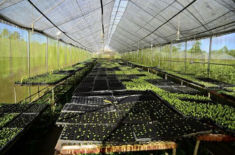 Philippines’ First Agrotourism Destination: Costales Nature Farm Agrotourism Ideas Farms, Agro Tourism, Farm Tourism, Nature Core, Tropical House Design, Asian Aesthetic, Greenhouse Ideas, Urban Agriculture, Farm Stuff