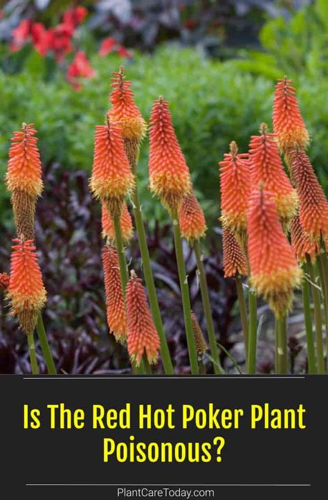 Some ask if the Red Hot Poker Plant is Poisonous, showy flower spikes and the ability to attract butterflies and hummingbirds Fire Poker Plant, Hot Poker Plant, Plants Poisonous To Dogs, Red Hot Poker Plant, Red Hot Poker, Butterflies And Hummingbirds, Front Yard Plants, Yard Plants, Canna Lily