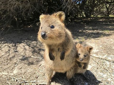 Happy Together Quokka Animal, Australia Animals, Australian Animals, Happy Animals, Animals Of The World, Sweet Animals, Animal Planet, Animal Photo, 귀여운 동물