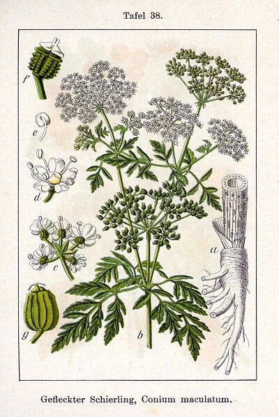 Hemlock illustration Poison Hemlock Drawing, Poison Hemlock Tattoo, Hemlock Tattoo, Conium Maculatum, Poison Hemlock, Poison Plants, Floral Reference, Water Hemlock, Scientific Drawing