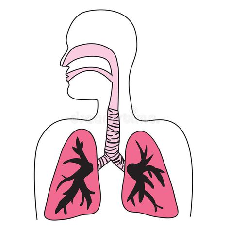 Human Respiratory System Diagram. Drawing of the human respiratory system in vec #Sponsored , #Ad, #Ad, #System, #Human, #system, #Diagram Respiratory System Illustration, Human Respiratory System Drawing, Respiratory System Drawing Easy, Human Respiratory System Diagram, Respiratory System Drawing, Respiratory System Diagram, Boat Drawing Simple, Lungs Anatomy, Anatomy Body Parts