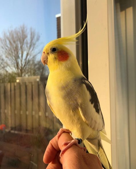 Pretty Pet Birds, Cockatiels Aesthetic, Cacatoo Bird, Cute Pet Birds, Cockatiel Aesthetic, Pet Cockatiel, Yellow Cockatiel, Birds Cockatiel, Bird Cockatiel