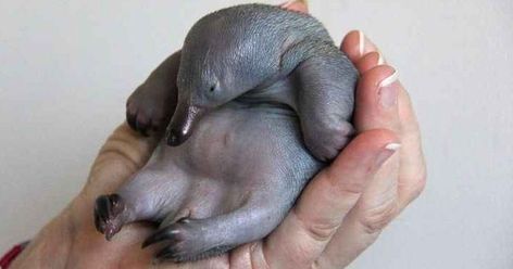 12 Baby Animals That Look Nothing Like Their Adult Versions Echidna Puggle, Baby Platypus, Baby Wombat, Newborn Animals, Platypus, Weird Creatures, Cute Cats And Dogs, Baby Soft, Mammals